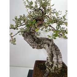 Quercus suber -alcornoque- I-6004 vista 4