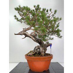 Pinus sylvestris I-6009