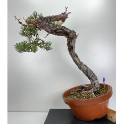 Pinus sylvestris I-6010