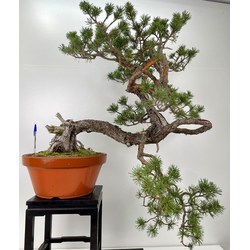 Pinus sylvestris -pino s. europeo- I-6016