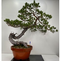 Pinus sylvestris -pino s. europeo- I-6017