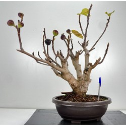 Ficus carica -higuera- I-6019