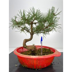 Pinus sylvestris -pino s. europeo-  I-6021
