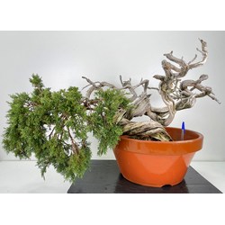 Juniperus sabina A00480