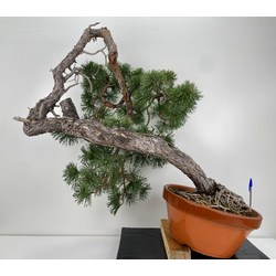 Pinus sylvestris I-6022