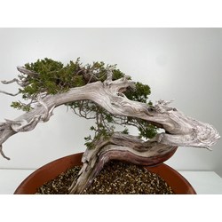 Juniperus sabina A01194 view 2