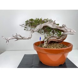 Juniperus sabina -sabina rastrera- A01194