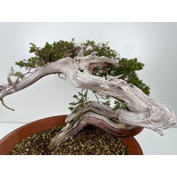 Juniperus sabina A01194 view 3