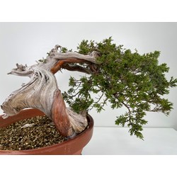 Juniperus sabina A01194 view 4