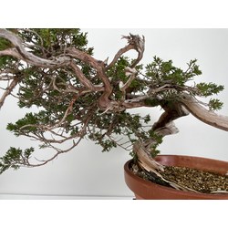 Juniperus sabina A01194 view 5