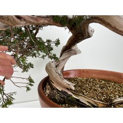 Juniperus sabina A01194 view 6