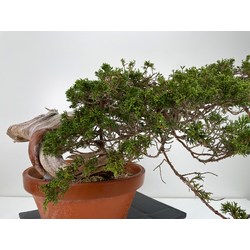 Juniperus sabina A01194 view 7