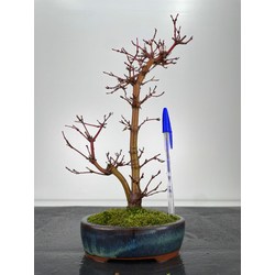 Acer palmatum deshojo I-6029