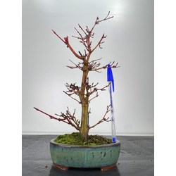 Acer palmatum deshojo I-6031