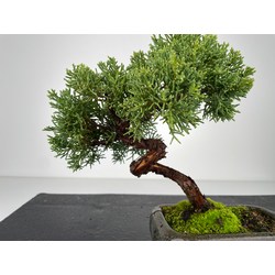 Juniperus chinensis kishu I-6036 view 2