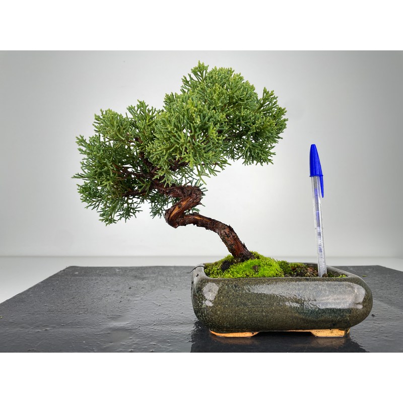 Juniperus chinensis kishu I-6036