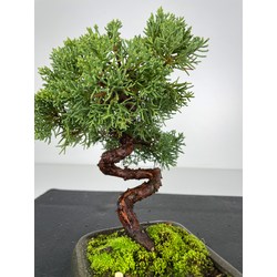 Juniperus chinensis kishu I-6036 vista 3