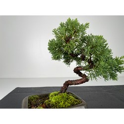 Juniperus chinensis kishu I-6036 vista 4