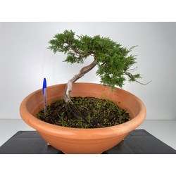 Juniperus sabina -sabina rastrera-  I-6045