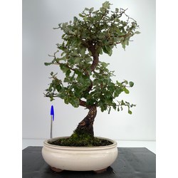 Quercus suber -alcornoque- I-6052