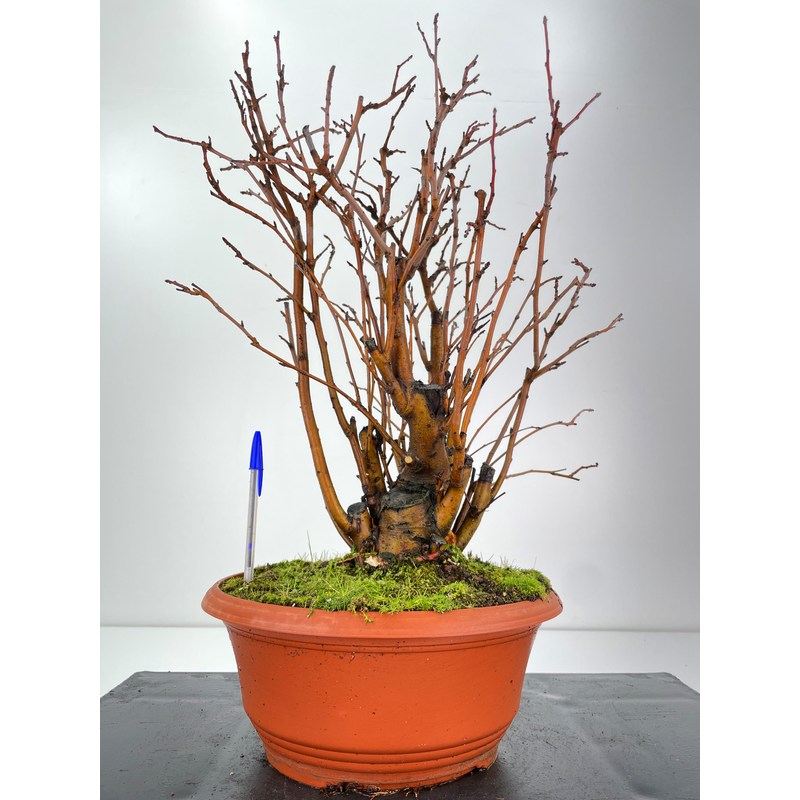 Malus sylvestris I-6056