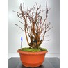 Malus -manzano- sylvestris I-6056