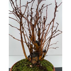 Malus sylvestris I-6056 view 2