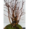 Malus sylvestris I-6056 view 2