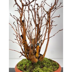 Malus sylvestris I-6056 view 3