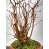 Malus -manzano- sylvestris I-6056 vista 3