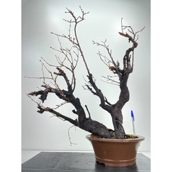 Prunus mahaleb I-6062