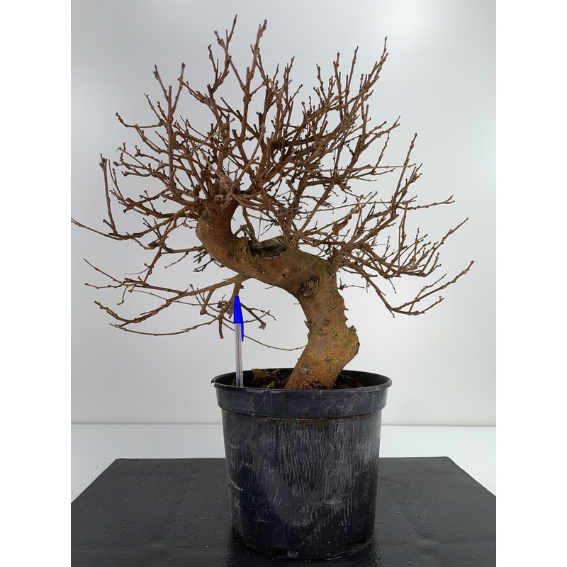 Morus alba -morera- pre-bonsái I-6063 | Laos Garden