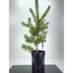 Pinus sylvestris I-6077