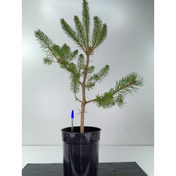 Pinus sylvestris I-6078