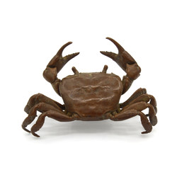 Japanese copper-bronze tenpai 96 crab