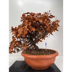 Fagus sylvatica I-6082