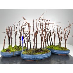Metasequoia glyptostroboides I-6085