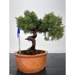 Juniperus chinensis kishu I-6095