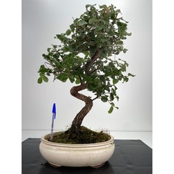 Quercus suber -alcornoque- I-6107