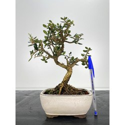 Olea europaea sylvestris -olivo acebuche- I-6111