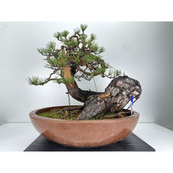 Pinus sylvestris -pino s. europeo- I-6108 "Anaconda"