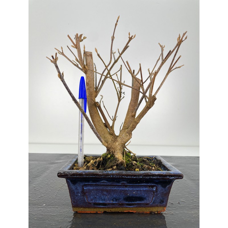 Callicarpa japonica prebonsái I6118 Laos Garden