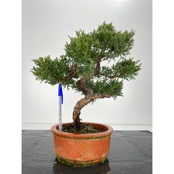 Juniperus chinensis kishu I-6128