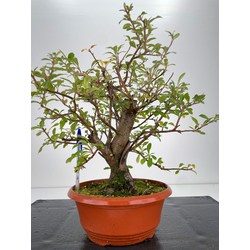 Pyracantha I-6142