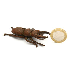 Tenpai japonés cobre-bronce 104 escarabajo vista 2