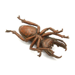 Japanese copper-bronze tenpai 104 beetle view 3