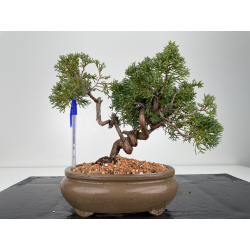 Juniperus chinensis kishu I-6153