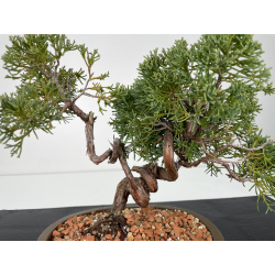 Juniperus chinensis kishu I-6153 vista 2