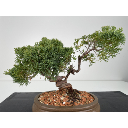 Juniperus chinensis kishu I-6153 vista 3