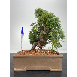 Juniperus chinensis kishu I-6154